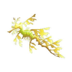 Yellow Leafy Sea Dragon